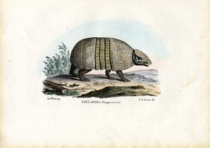 南部3バンドアルマジロ、1863-79 作： Raimundo Petraroja